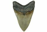 Fossil Megalodon Tooth - North Carolina #319911-2